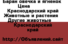 Баран,овечка и ягненок › Цена ­ 11 000 - Краснодарский край Животные и растения » Другие животные   . Краснодарский край